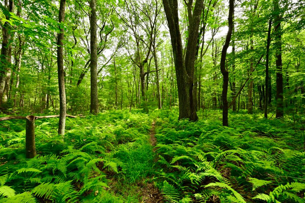 Two Rod Road

This photo captures a lush, vibrant forest filled with tall trees and a dense carpet of bright green ferns. Sunlight filters through the leafy canopy, casting dappled light across the forest floor. A narrow, winding path cuts through the ferns, inviting exploration into the peaceful depths of the woods. The scene feels fresh, alive, and full of natural beauty.