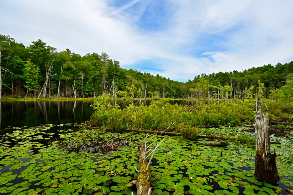 Crooked Pond

This photo captures a peaceful wetland scene with a calm, dark body of water partially covered by clusters of green lily pads. In the foreground, a fallen tree trunk and a weathered, jagged stump emerge from the water, adding rustic texture. Dense, lush greenery lines the edges, with tall trees—some bare and skeletal—reaching towards a sky painted in soft blues and whites. The reflection of the trees on the water enhances the natural beauty, while the scattered clouds add depth to the expansive sky.