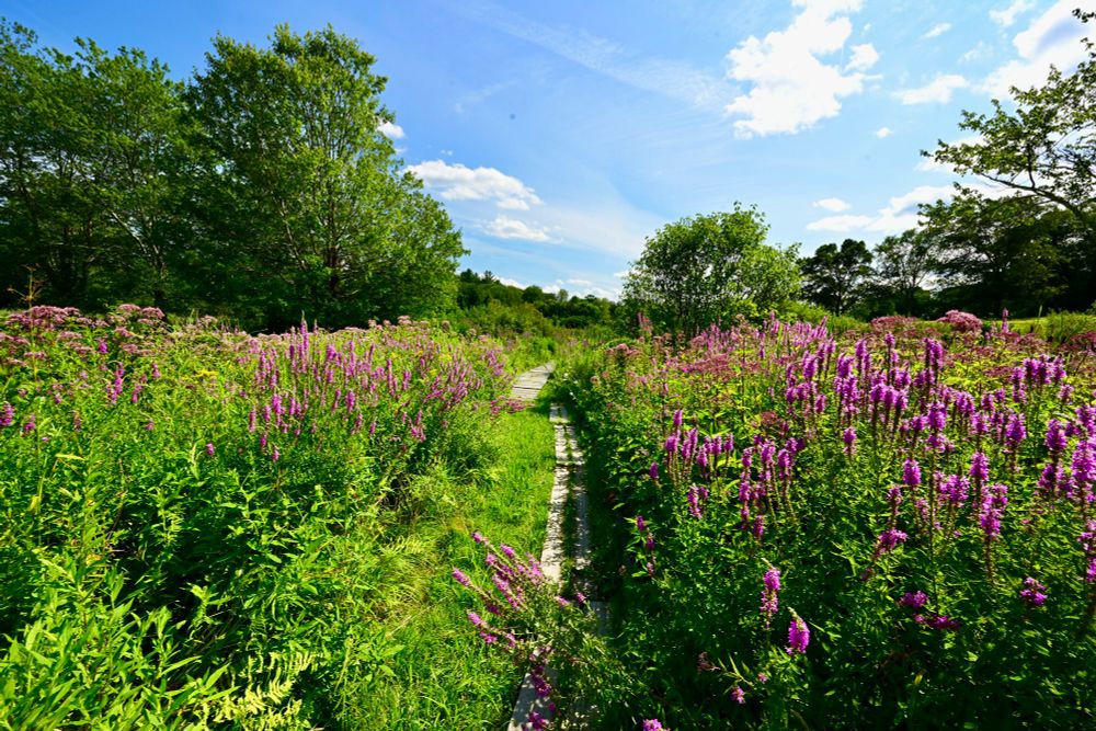 Sandy Pond Trust Land

A narrow wooden path winds through a lush, vibrant meadow bursting with tall green grasses and clusters of purple wildflowers. The bright blue sky, scattered with fluffy white clouds, adds a cheerful contrast to the vivid greens and purples below. Trees border the meadow, providing a natural frame and a sense of depth to the landscape. Sunlight bathes the scene, highlighting the colors and creating a warm, inviting atmosphere.