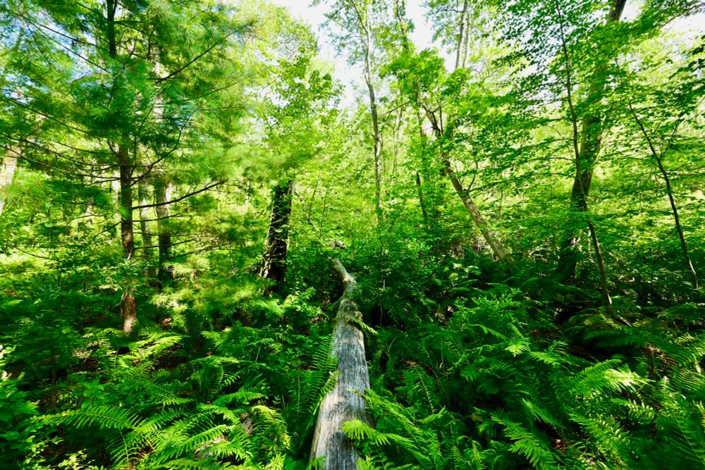 Wheeler Farm Land

This photo captures a lush, vibrant forest scene filled with dense greenery. Sunlight filters through the tall canopy of trees, casting dappled light on the thick carpet of ferns below. A fallen log stretches through the center, partially covered by the surrounding foliage. The rich textures of leaves, bark, and undergrowth create a peaceful, natural atmosphere, highlighting the beauty and tranquility of the woodland environment.