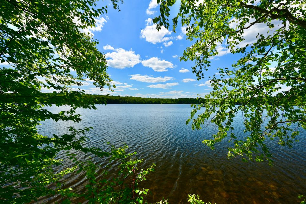 Flints Pond

This photo captures a peaceful lakeside scene framed by lush green foliage. The calm water gently ripples under a bright, clear blue sky dotted with fluffy white clouds. The vibrant green leaves create a natural border, drawing the eye toward the expansive view of the tranquil lake and the distant tree-lined shore.