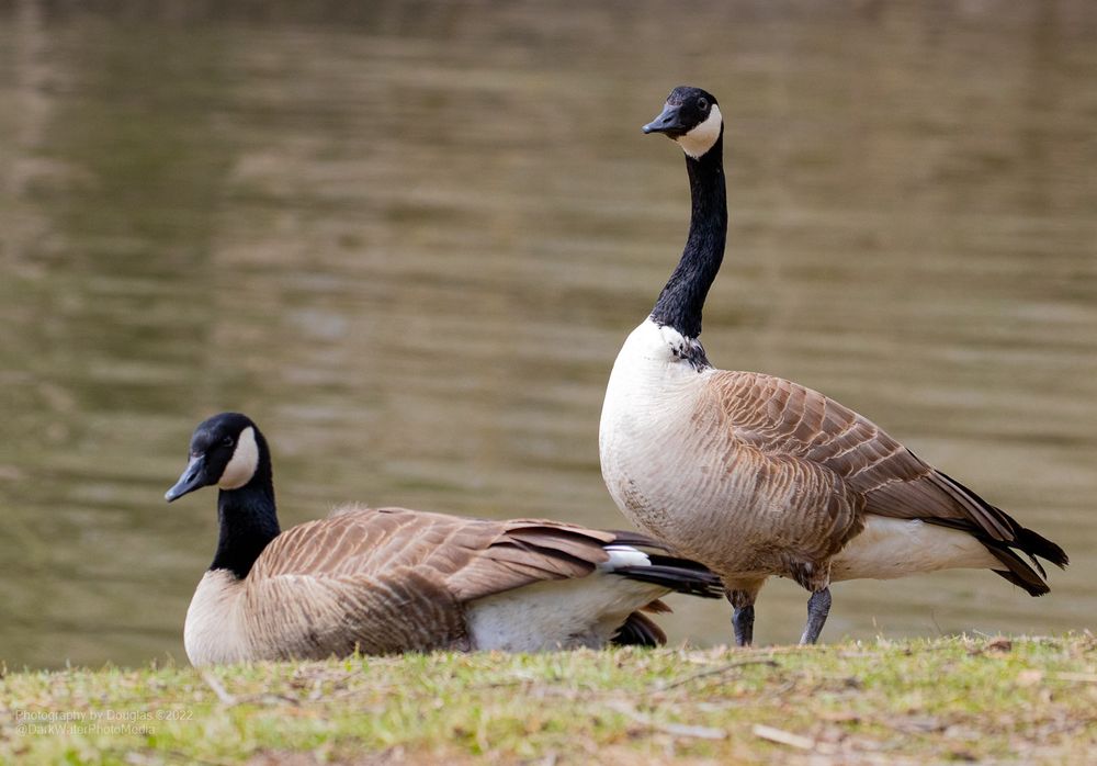 The Canada goose, a common sight in Ontario and North America, is scientifically known as Branta canadensis, a large goose species with a black head and neck, a white chinstrap, and a brown body.  Two of these beside the creek, one is sat on the grass, another standing just behind. 

