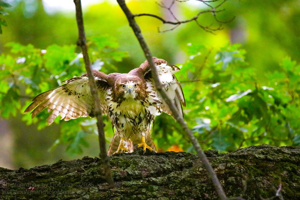 The setting is natural, with a dense background of green leaves, suggesting a wooded or semi-open area during the growing season. The vibrant green provides a strong contrast to the bird's plumage.
Composition: The photograph uses a shallow depth of field, keeping the hawk in sharp focus while the background is softly blurred (bokeh), which makes the subject stand out prominently. The branches in the foreground frame the subject.

The hawk has broad wings and a stocky body. Its plumage is mottled with brown and white, and it exhibits a bold brown belly band. The yellow legs and powerful talons are clearly visible. The hawk is perched on a thick, mossy tree branch with its wings partially spread, facing the viewer directly. His feathers are dripping wet, and he's been drying them with wing beats and grooming with his beak.