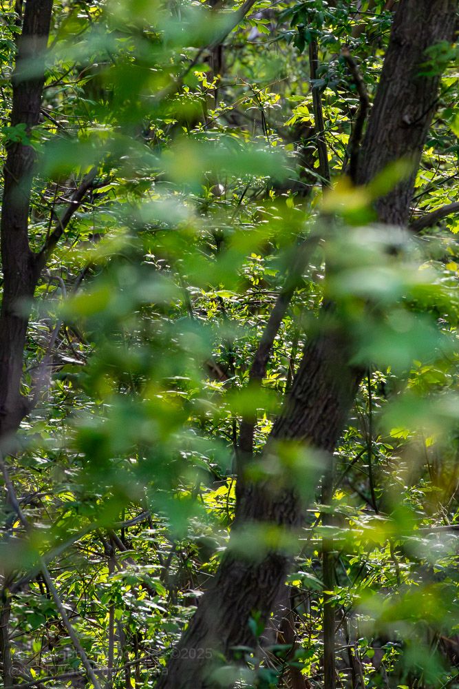 The foliage along Little Etobicoke Creek in Mississauga likely includes a mix of native and some non-native plants, typical of urban creek environments. Cultural meadows, for instance, may feature goldenrods, asters, and grasses like Reed Canary Grass, according to the City of Mississauga. You might also see scattered trees like Red-osier Dogwood and hawthorns. 
