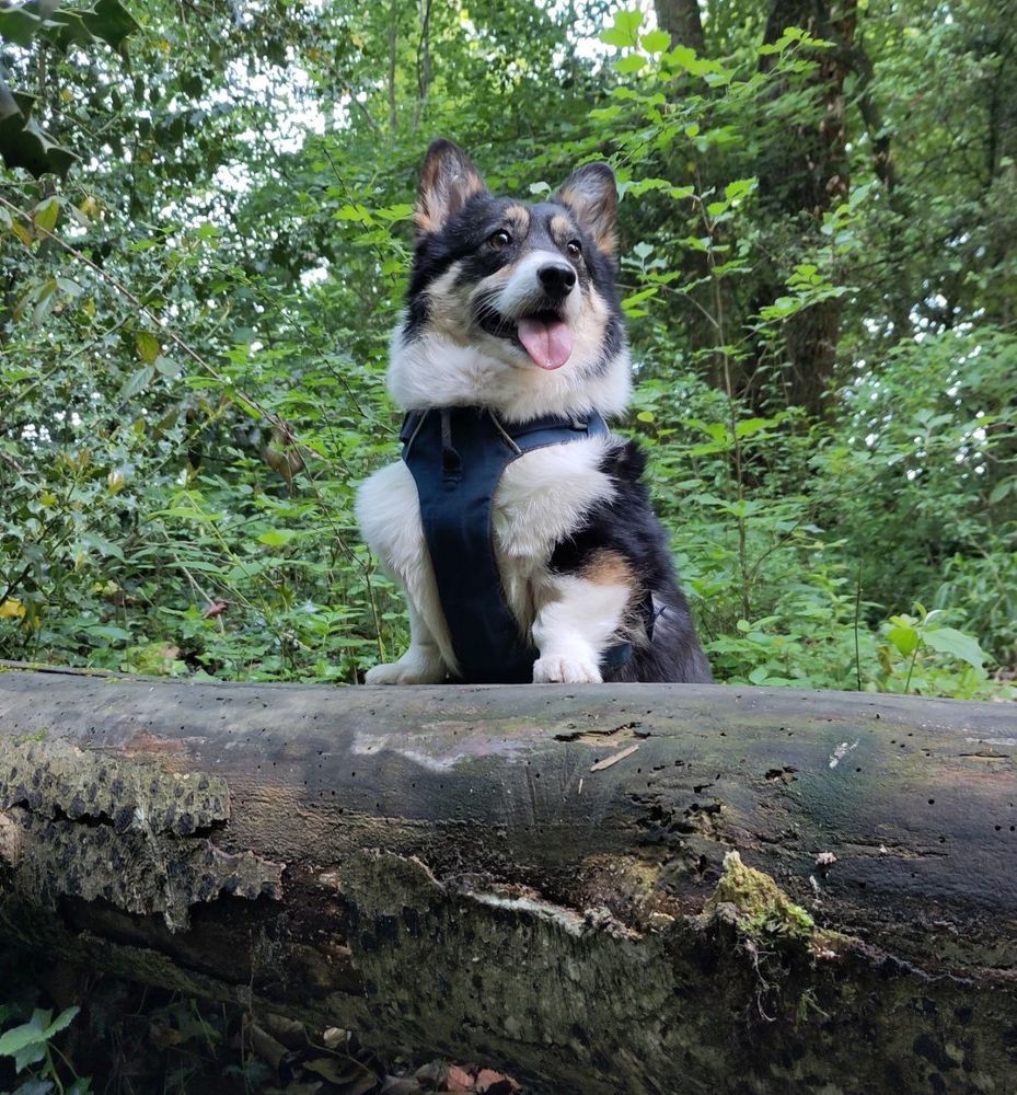 Magnifique chien Corgi (adoptée) qui est contente en forêt 🌳! Tricolore noir feu blanc avec les couleurs noires et blanches surtout.