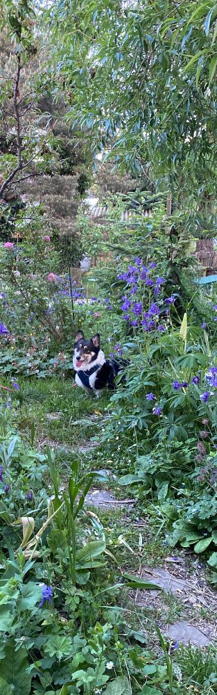 Photo d’un joli Corgi tricolore avec le noir dominant assis dans l’herbe. Jozy