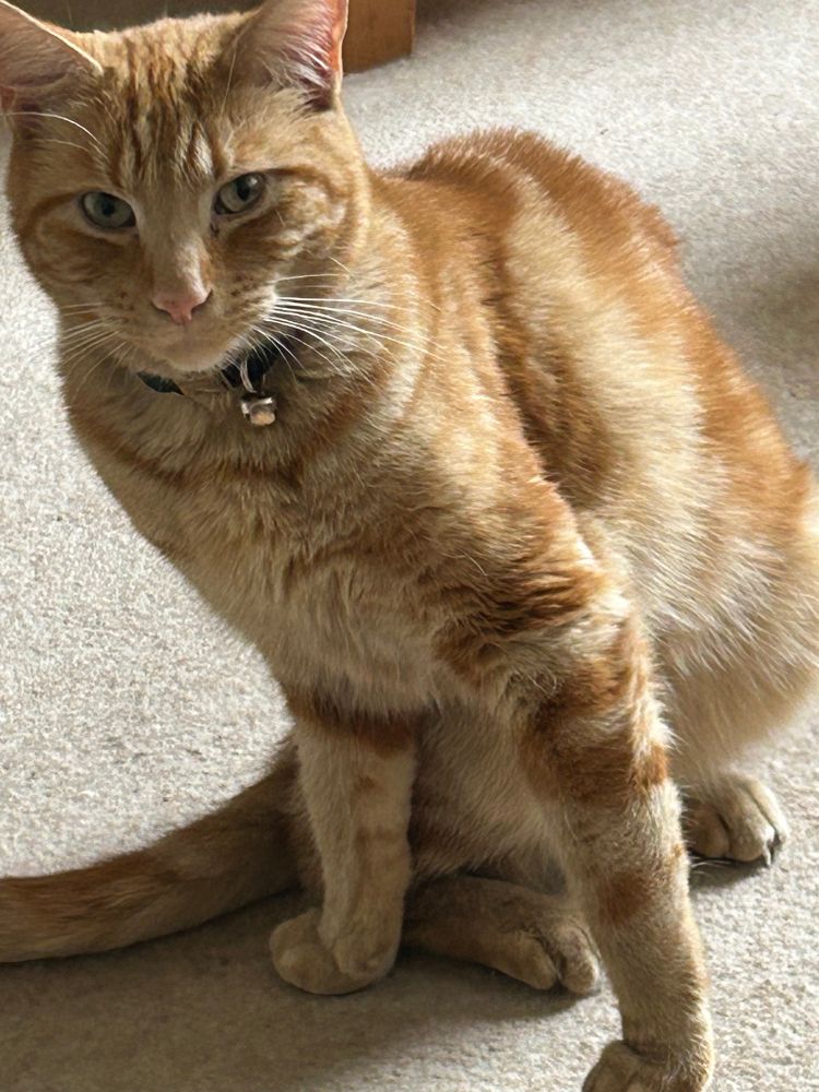 Ginger cat in a spinal twist, naming the posture marichasana C, as the cat breathes into the posture. 