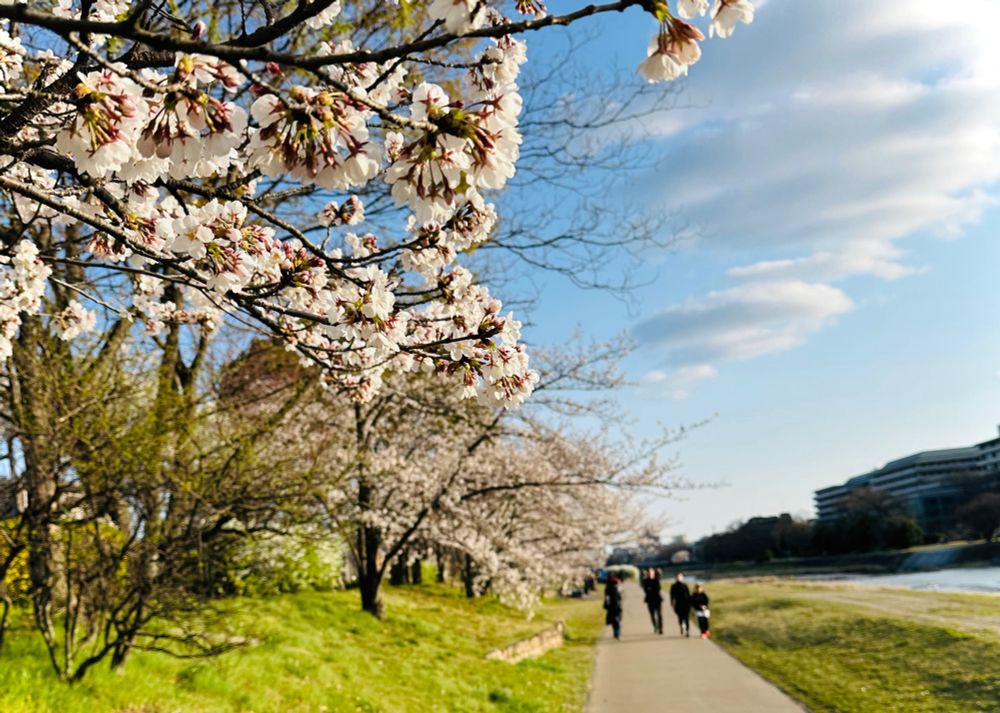 午後4時ごろ、出町柳から河原町へ鴨川沿いを歩く。