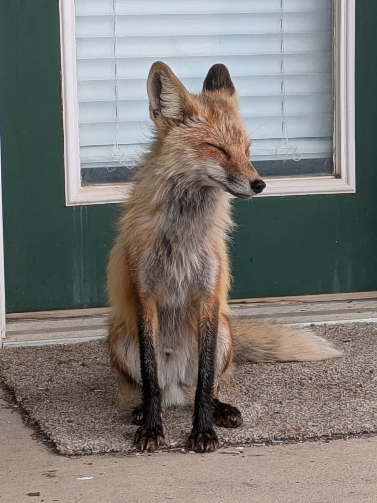 A fox sitting in front of a patio door. 