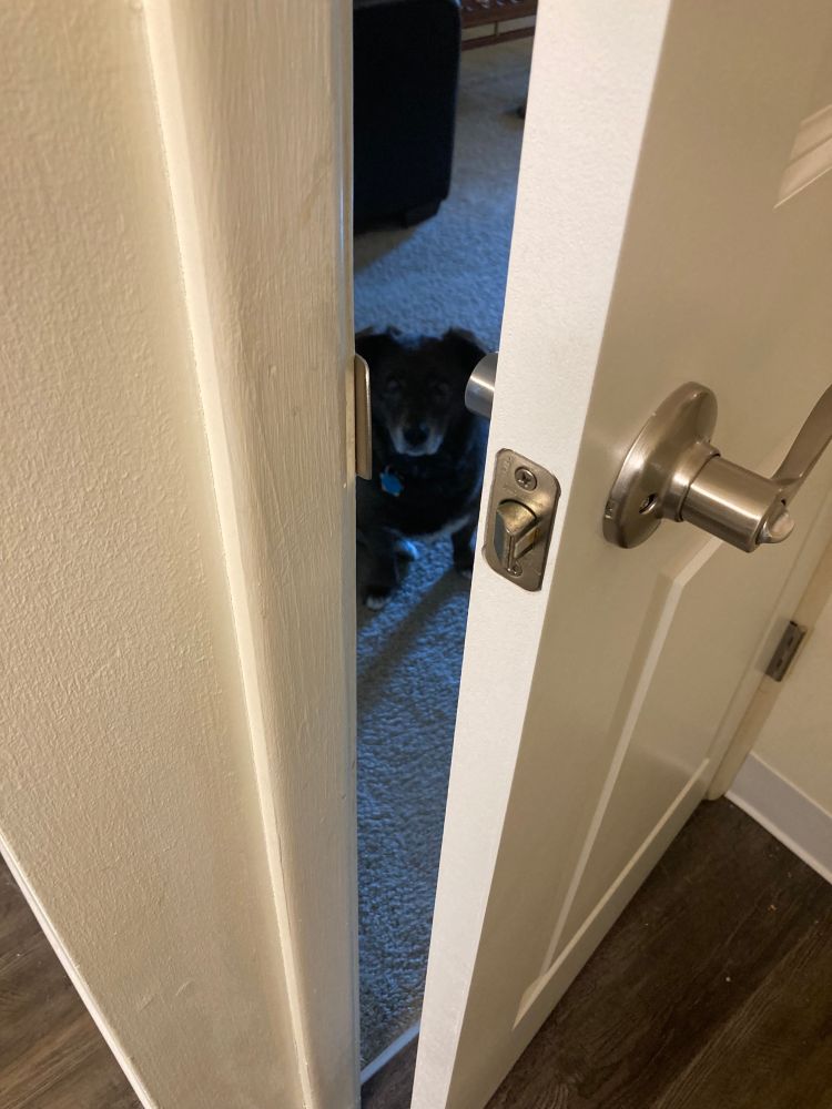 Bear, a dark brown corgi mix with a white tipped muzzle, looks up at the camera through a cracked door that excludes him from discourse