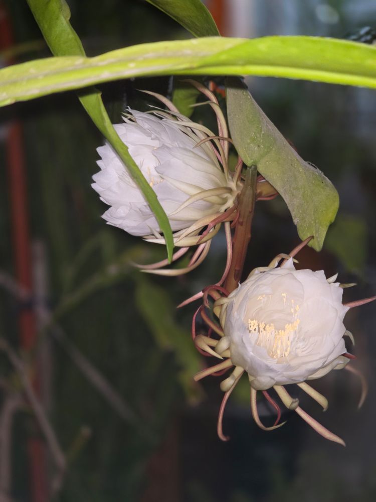 The Botanical Garden of Cyprus

Epiphyllum oxypetalum - the queen of the night flower opens only one night every year

Full bloom at night

Photo by Hakan Yaşarcan - acroyogateacher