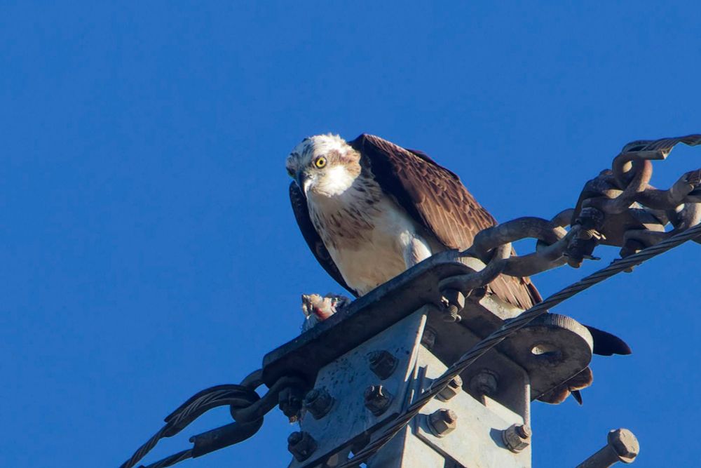 Osprey eating a catfish while sitting on top of a transmission tower.

Taken at Sandy Camp Road Wetlands, Brisbane, Australia. 