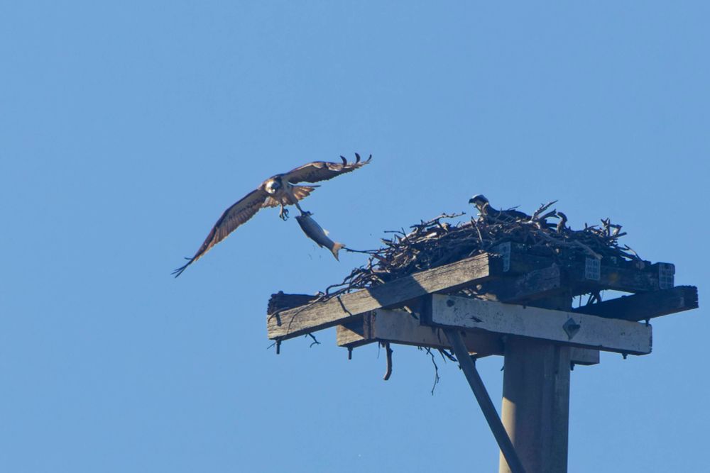 Osprey flying away from nest on top of a tall pole while carrying a catfish in one claw and watched (unhappily?) by another osprey.

Taken at Sandy Camp Road Wetlands, Brisbane, Australia. 
