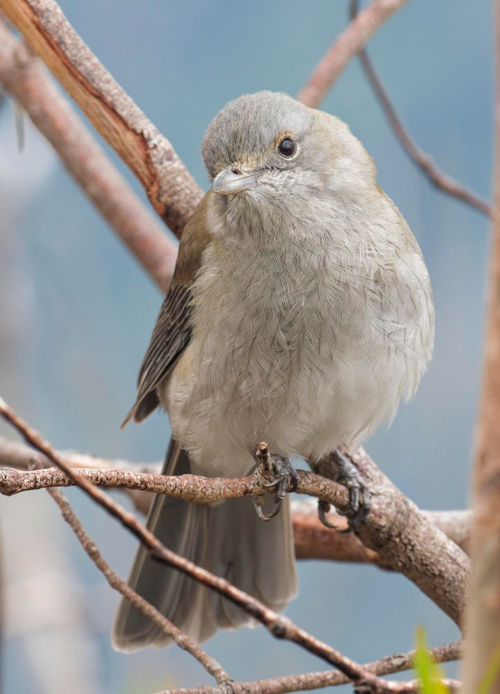 Gray shrikethrush perched on branch in lamington national Park. He was very comfortable around humans and came very close, hoping to get food scraps. 