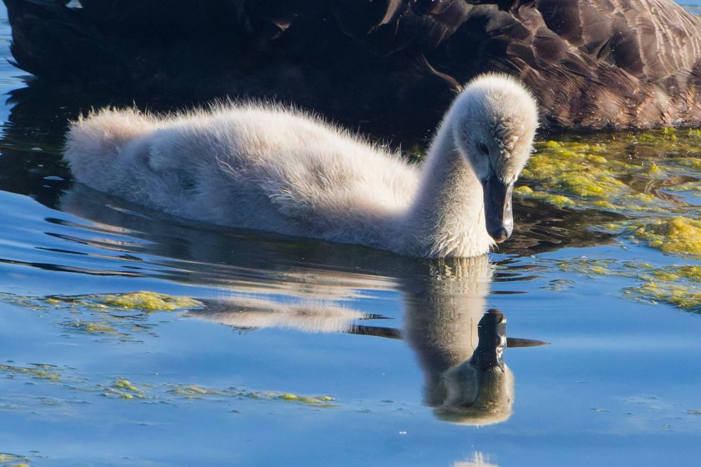 A cygnet admiring it's reflection. 