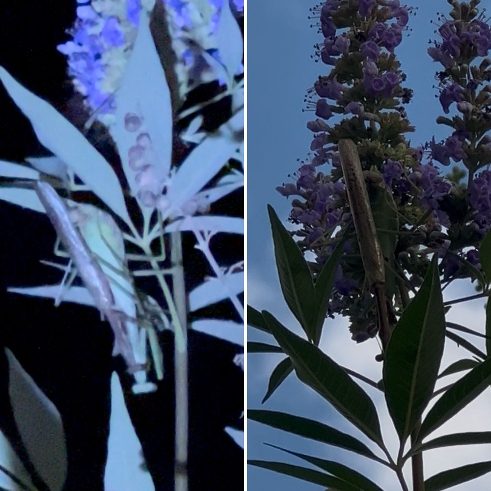 Two views of two mating praying mantises, approximately twelve hours apart. One is at night, one during the morning. The male praying mantis is brown; the female is a vibrant, light green. Both are likely one of a few Stagmomantis species. They are mating on a branch in a chasteberry tree.
