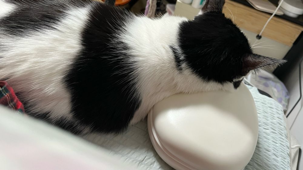 고양이가 내 옆에 누워있는 사진