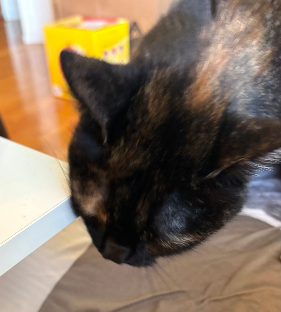 A close up of Monkey (a svelte tortie cat) rubbing the side of her head against the corner of my white Ikea coffee table.