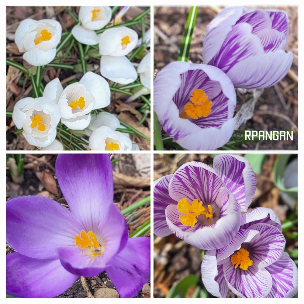 Collage of crocusess seen this week: the beautiful goblet- shaped flowers in vibrant white, yellow and many shades of purple. Some have bicolour patterns of white and purple. Hope to share a photo or two of the yellows next time.