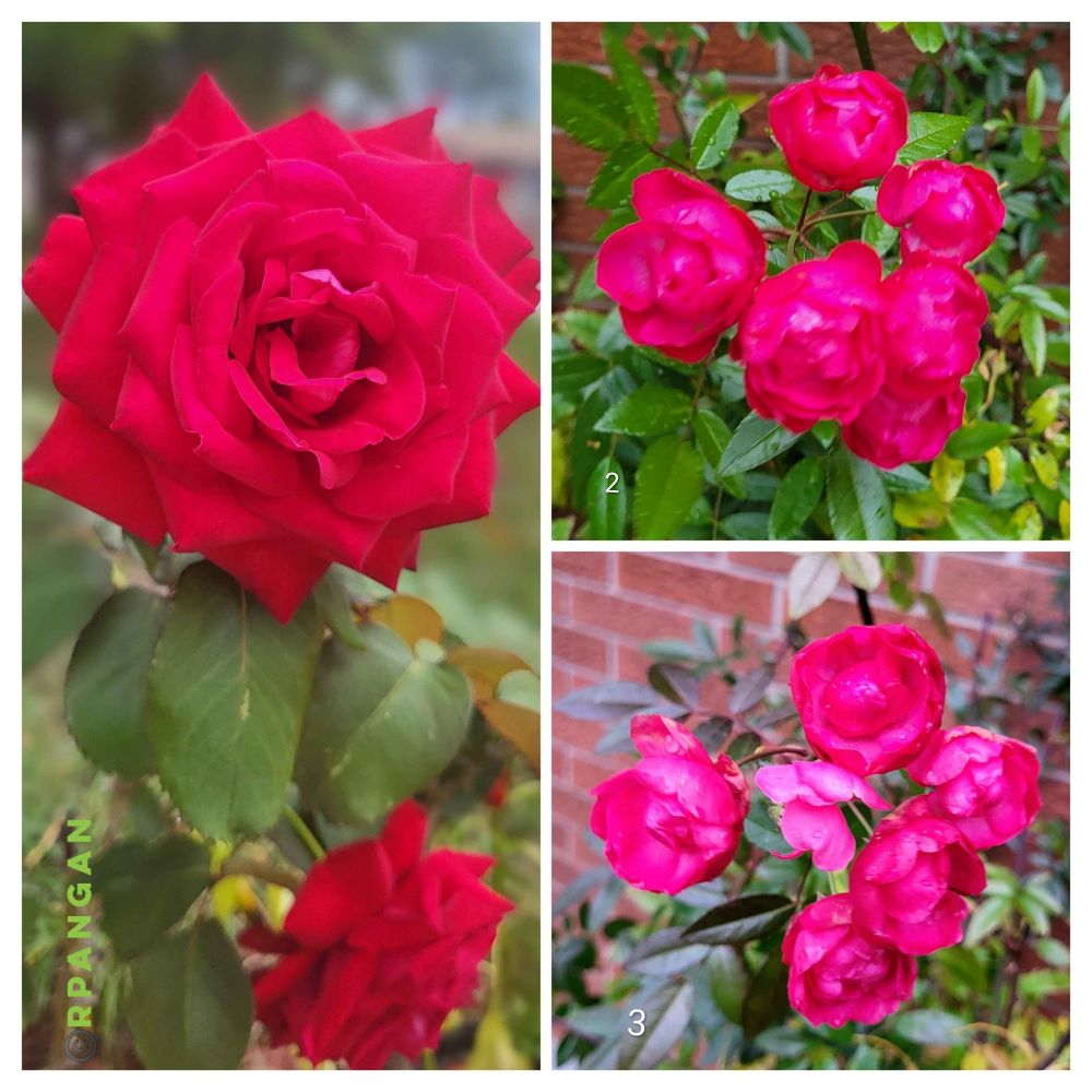 In collage are red and crimson pink
 roses from my garden. On the big frame is Mr Lincoln rose in full bloom 
and a smaller drooping rose at the bottom of frame with green leaves in background. Same rose or rosette on the two right frames with above photo taken in November looking much better and colourful compared to the photo from yesterday Dec 2nd where they are fading, drooping and have brown edges due to the freezing weather, green leaves in background and red brick wall.

