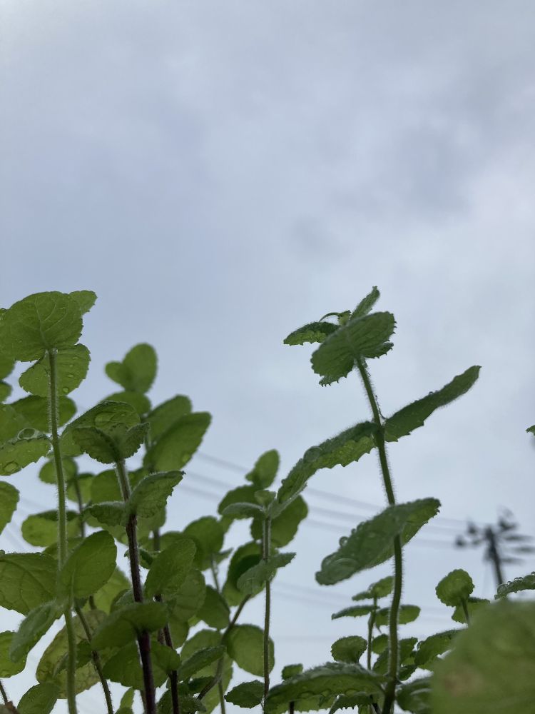 ミントの葉