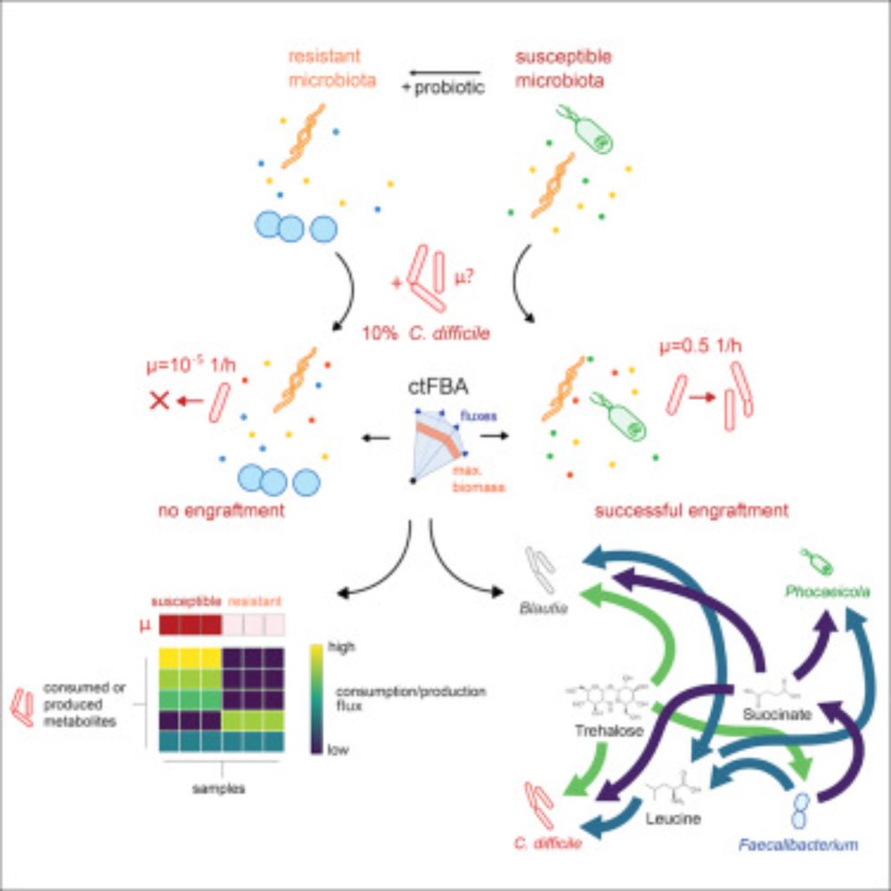 Personalized Clostridioides difficile colonization risk prediction and probiotic therapy assessment in the human gut