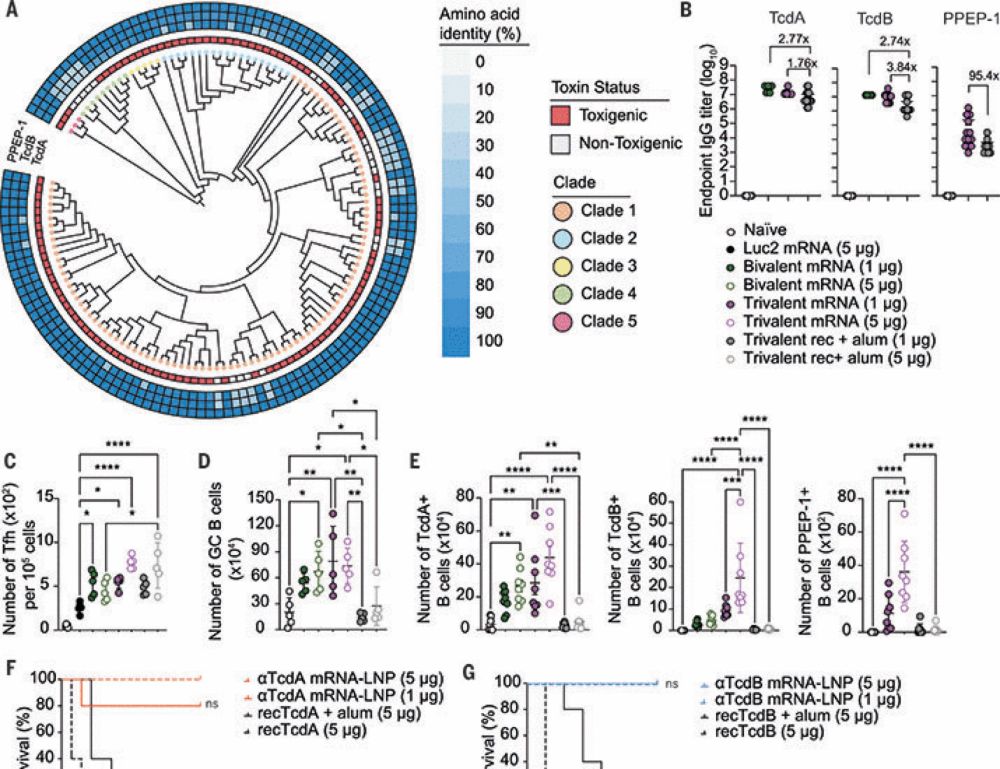 A multivalent mRNA-LNP vaccine protects against Clostridioides difficile infection