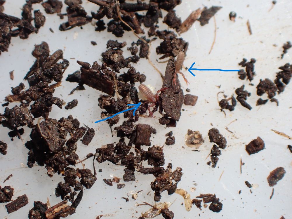 White plastic tray with sieved garden compost and two tiny pseudoscorpions in the middle, highlighted with blue arrows on the photo.
