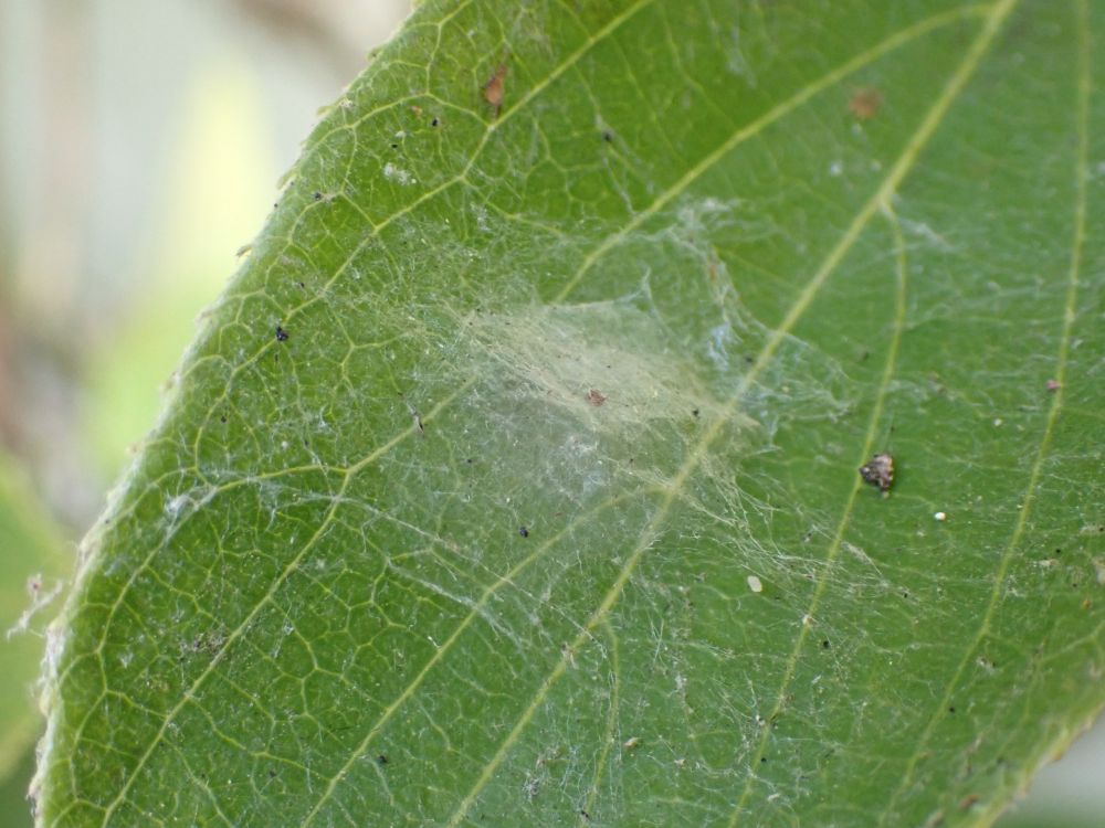 A pale green leaf with a little sheet of fine spider silk spun across its centre.