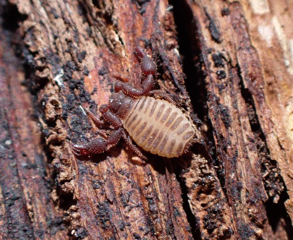 A pseudoscorpion on a piece of dark brown tree bark. It's head and pedipalps are dark reddish-brown while its abdomen is pale whitish with paired dark plates (the tergites) running the length.