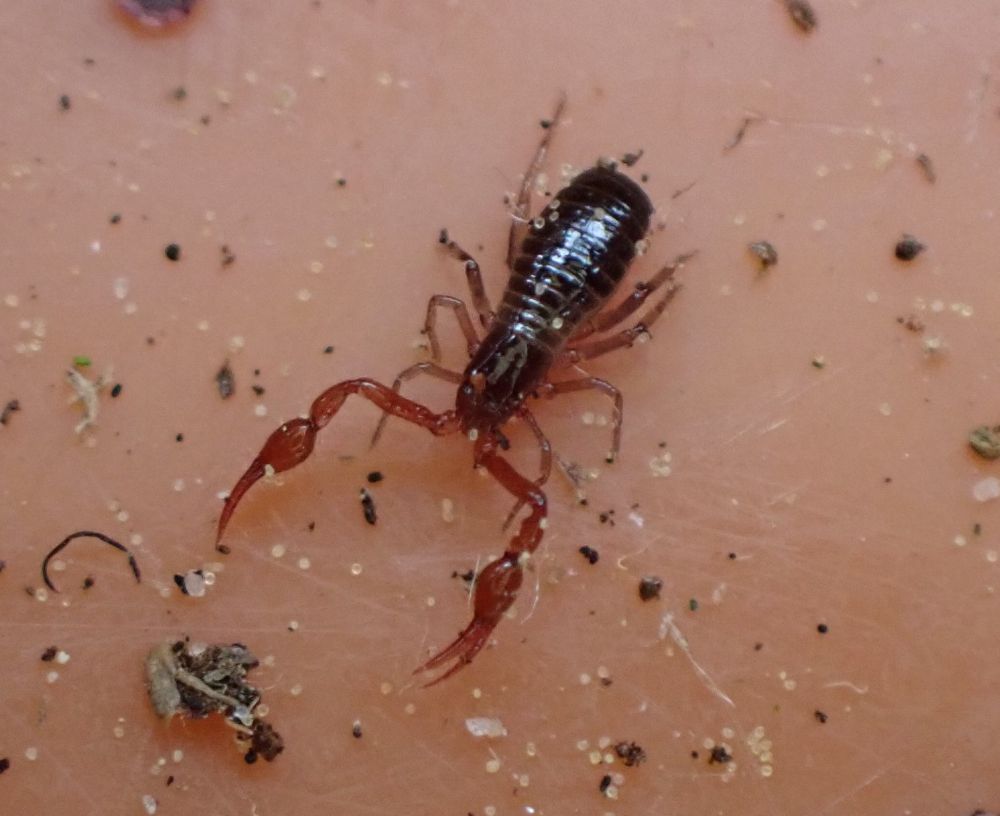A small, shiny dark brown pseudoscorpion in a brown plastic tray. Its pedipalps are held out in front of it and they end in formidable looking claws.