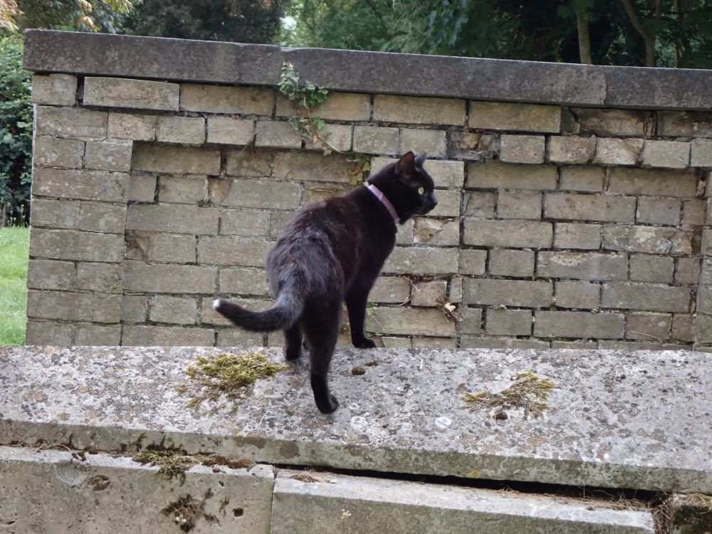 A black cat with a white tip to its tail standing looking right on top of a grave slab. The cat has a pale purple collar and yellow eyes. The grey grave slab that the cat is on is speckled with light and dark grey lichens and a couple of patches of dry pale green moss. Behind is another, taller grave, built of pale grey bricks.