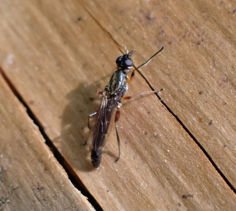 A very elongate fly sitting on a dead tree trunk. The fly is mostly black with white on the corners of the abdominal segments and orange femurs. The abdomen is longer than the wings.