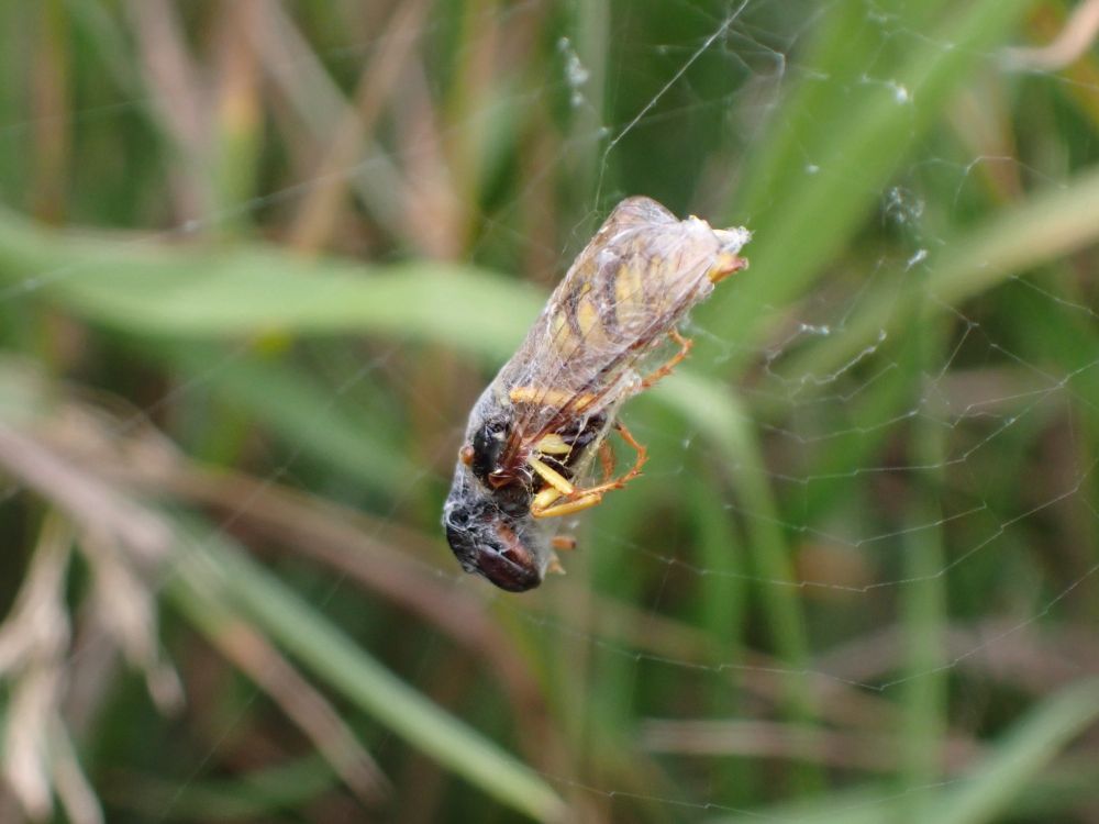 A Bee Wolf (Philanthus triangulum) motionless and partly wrapped in silk in a Wasp Spider's web, head downwards.
