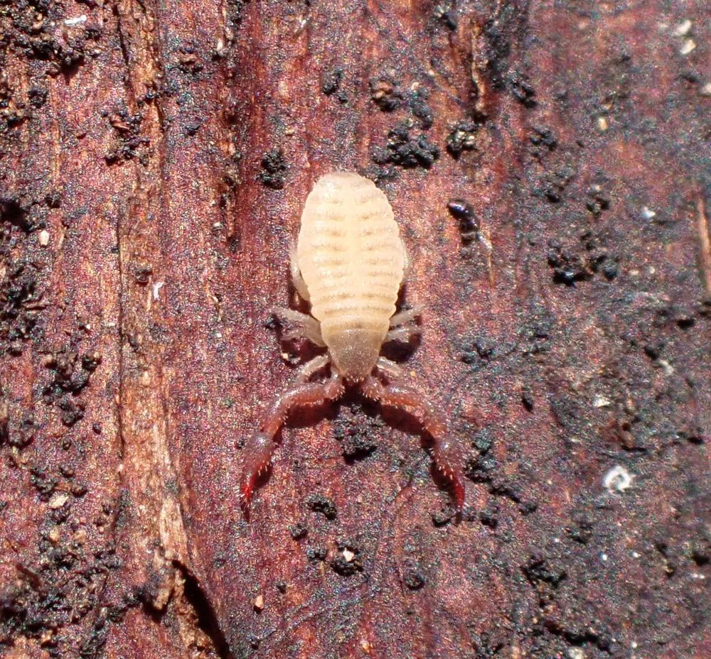 A pseudoscorpion nymph with a pale whitish body and dark reddish-brown head and pedipalps on a piece of dark brown tree bark.