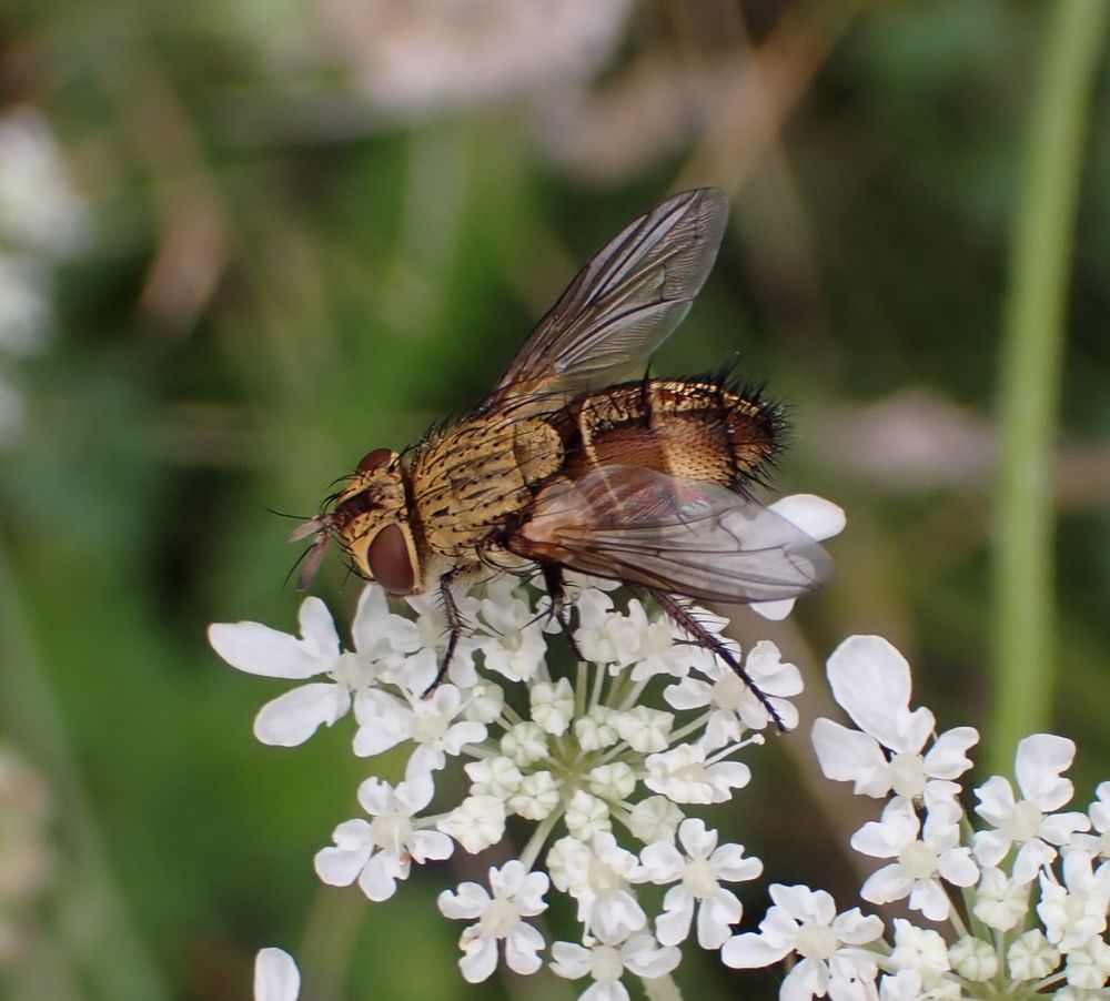 A bristly pale brown fly with a chequered abdomen in pale brown and reddish brown sitting on the white flowerhead of Wild Carrot, facing left.