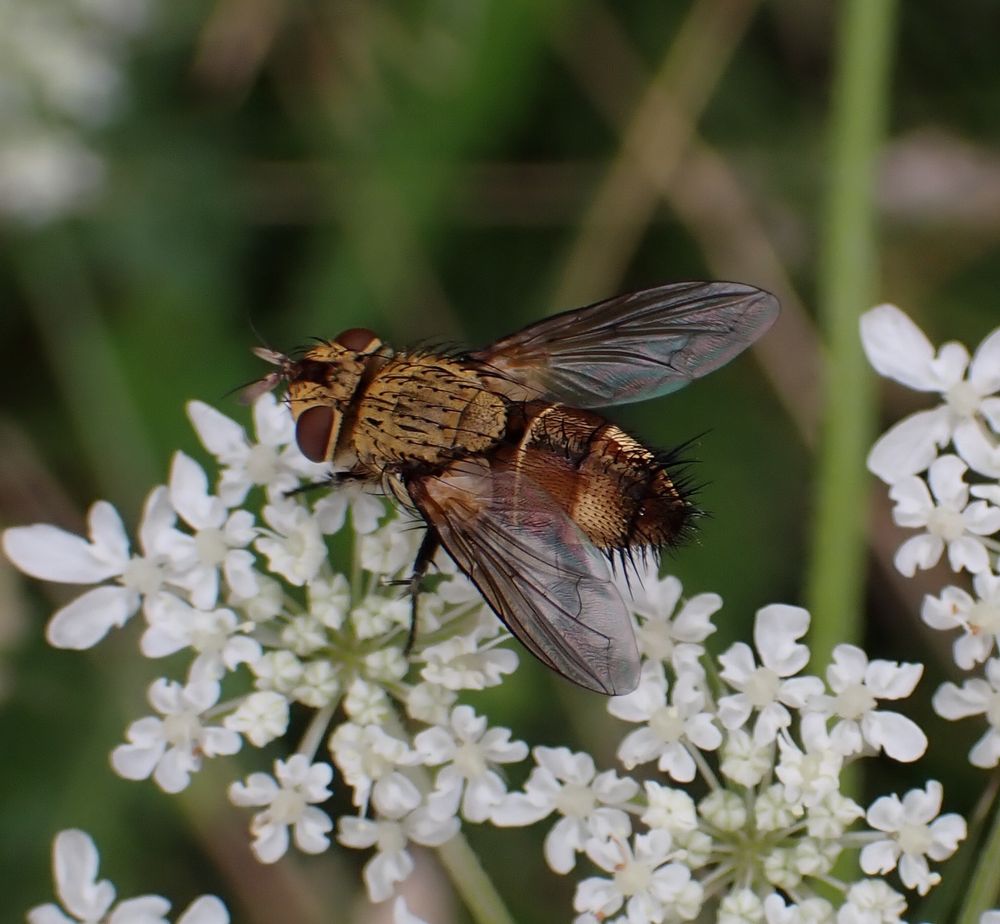 A bristly pale brown fly with a chequered abdomen in pale brown and reddish brown sitting on the white flowerhead of Wild Carrot, facing left.