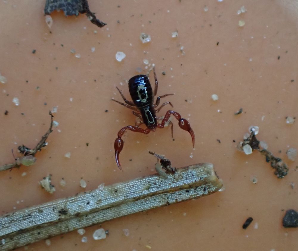 A dark brown pseudoscorpion with its claws held out in a plastic tray with a few specks of soil and some plant debris.