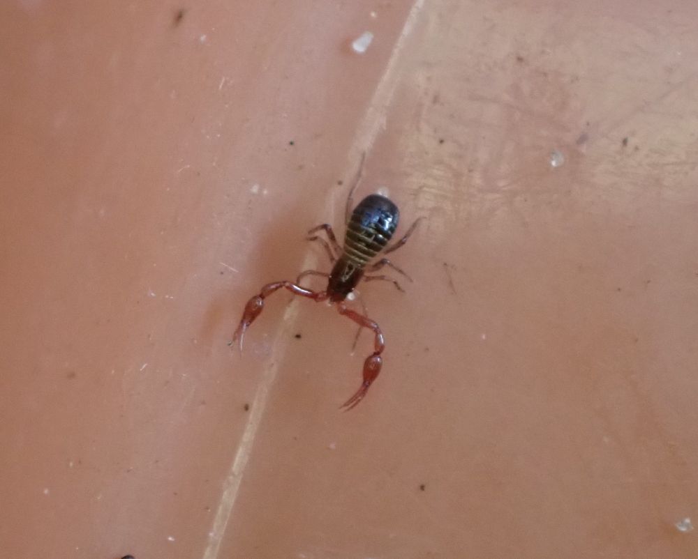 A little pseudoscorpion with its impressive claws held out-stretched in a plastic tray.
