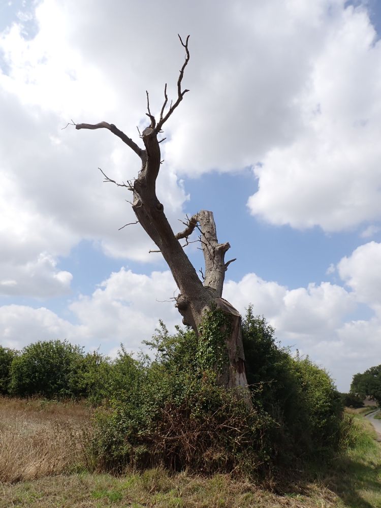 The remains of a dead oak tree (trunk and a couple of main branches) at the side of a winding country lane adjacent to a thick hedge with wheat field behind. White clouds and a bit of blue sky on a sunny day.