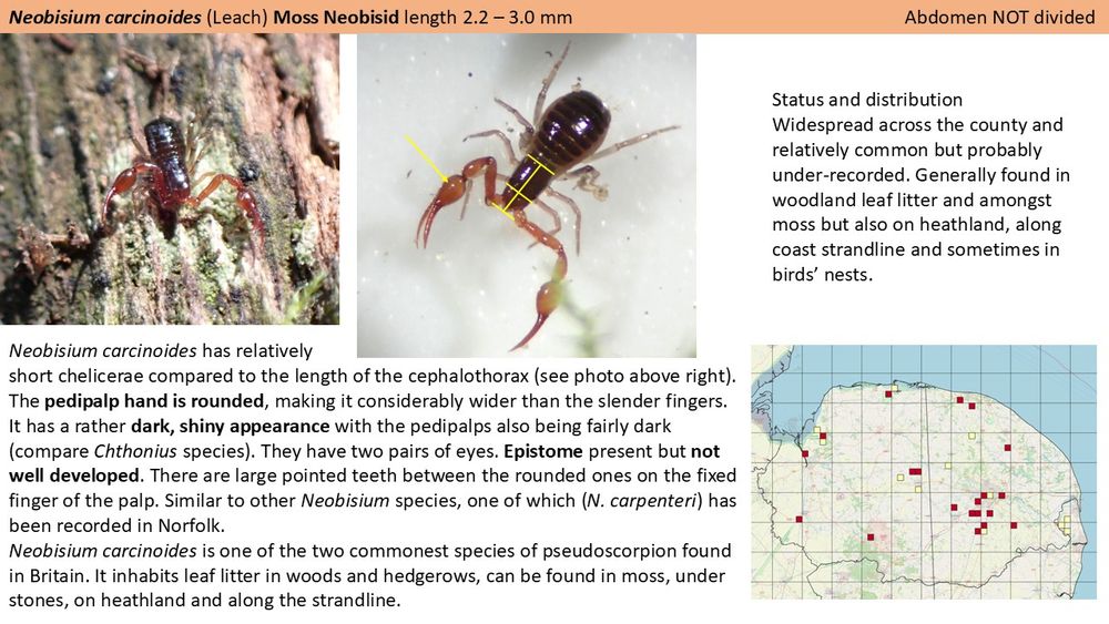 A powerpoint slide from a guide to Norfolk Pseudoscorpions. This one is for Neobisium carcinoides and has two photographs of live individuals at the top and then text below describing features that identify the species. There is also a map of Norfolk showing records of the species as coloured 2 km squares.