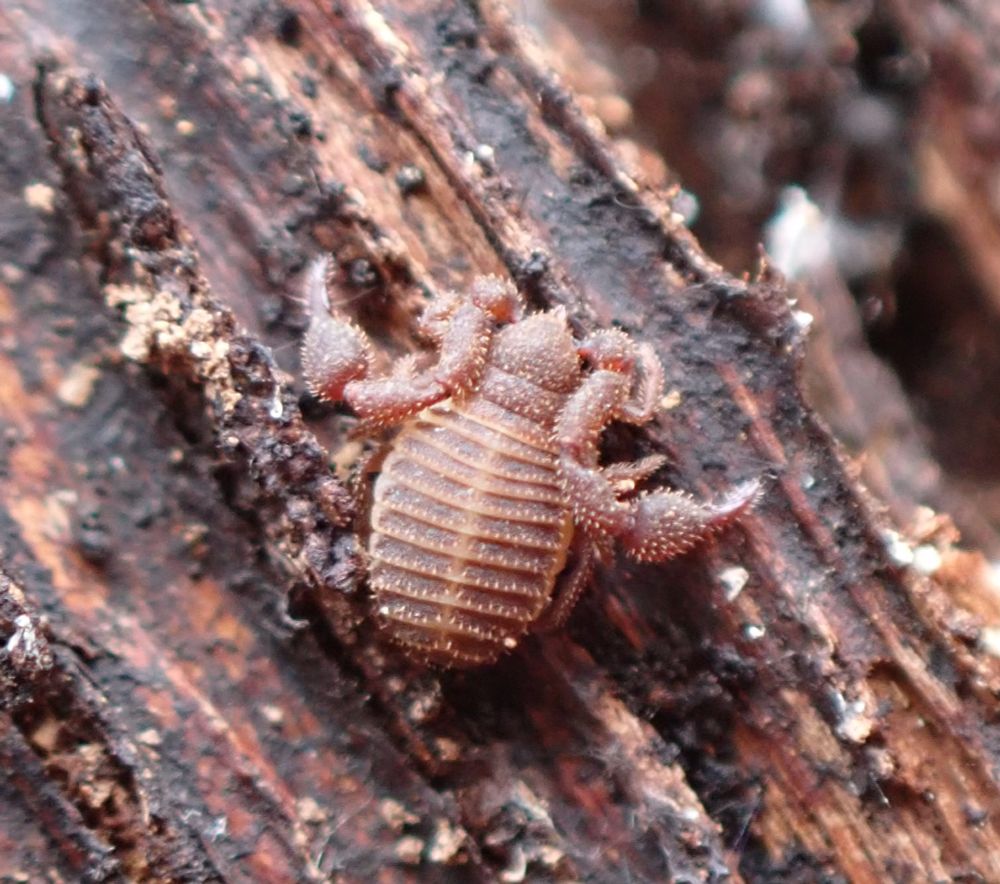 A dark, reddish-brown adult pseudoscorpion on a piece of dark brown tree bark. The pseudoscorpion's body has rows of short blunt setae (hairs) across it and so do the legs and pedipalps.