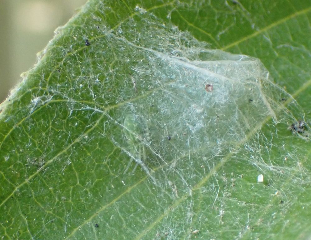Looking down on the silken sheet on the green leaf you can just make out a small pale green spider with white markings on her abdomen hiding underneath.