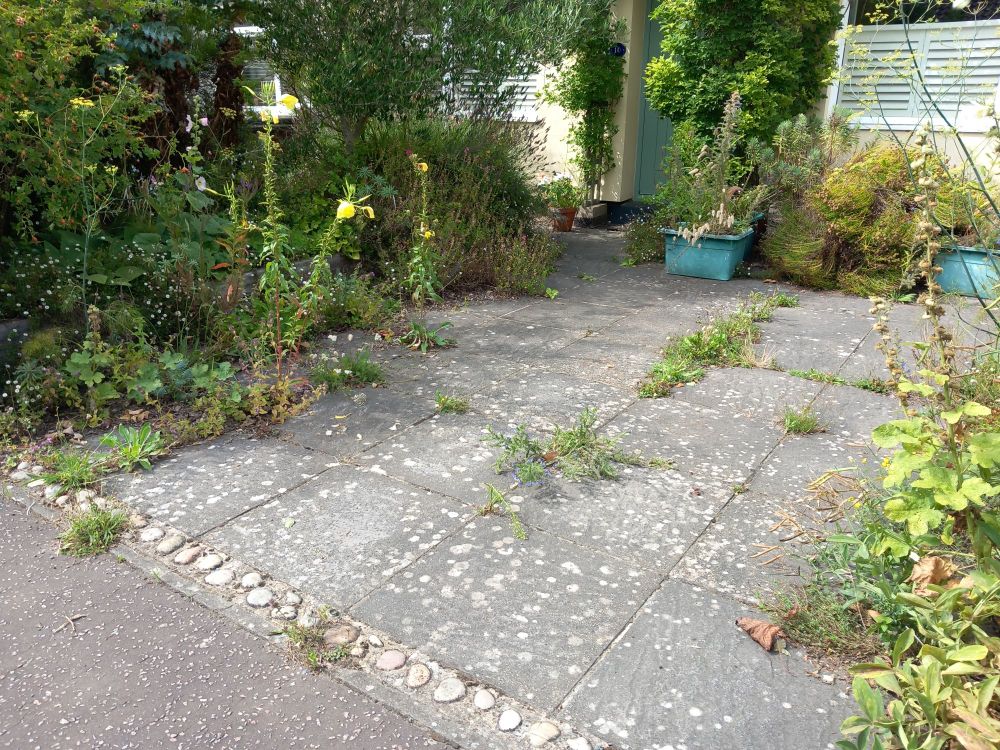 Concrete slab driveway with lush flower bed to the left side and wild flowers growing from the gaps between the slabs.