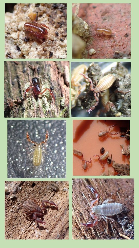 A montage of eight photographs of different species of pseudoscorpion on a pale green background. The species are: 1st row Chthonius ischnocheles and Chthonius tetrachelatus, 2nd row Neobisium carcinoides and Pselaphochernes scorpioides, 3rd row Lamprochernes nodosus (tritonymph) and Lamprochernes savignyi and 4th row Chernes cimicoides and Dendrochernes cyrneus.