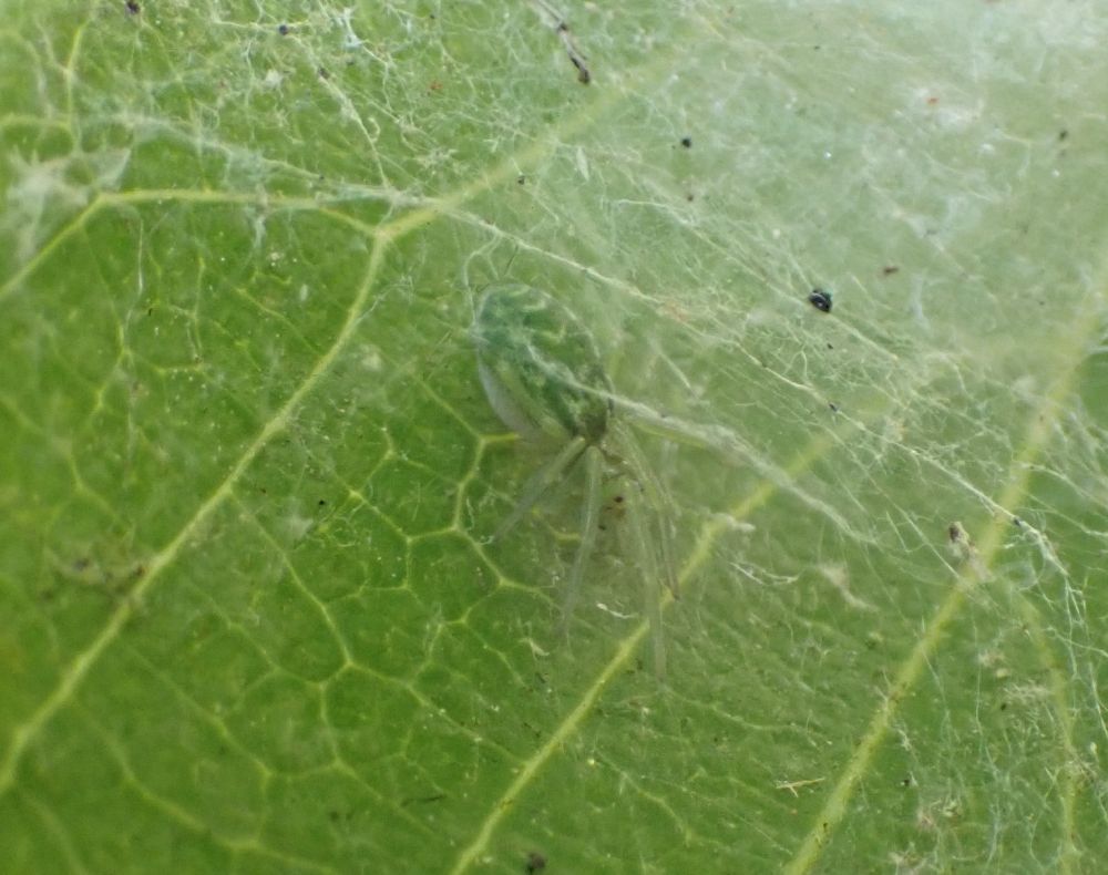 Under the silken sheet on the green leaf lurks a small pale green spider with white markings on her abdomen.