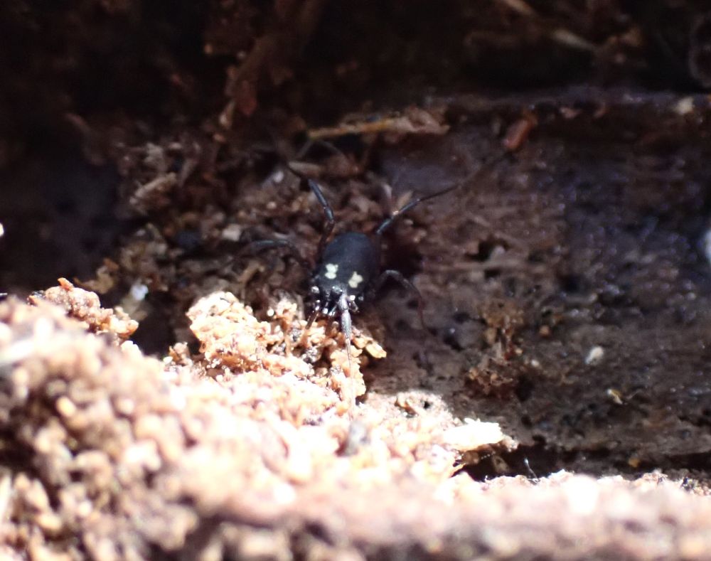 A small black harvestman with a pair of pale patches on its body set a little way behind the eyes. It is sitting with its legs slightly hunched up on an old rotten log half in sun and half in shade.