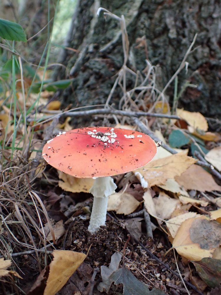 A fungus with a pale red cap which has a few white flecks on it. The stem is also white and rather slender with a 'ring' around it. The fungus is growing out of soil with scattered yellow and brown fallen leaves. Behind it is the base of a Silver Birch tree with fissured dark grey bark.