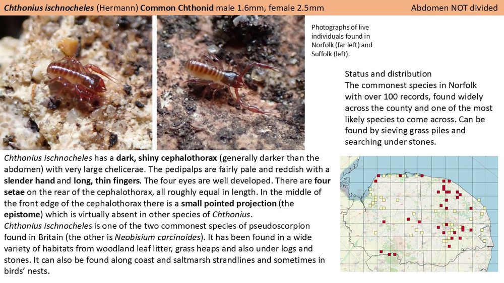 A powerpoint slide from a guide to Norfolk Pseudoscorpions. This one is for Chthonius ischnocheles and has two photographs of live individuals at the top and then text below describing features that identify the species. There is also a map of Norfolk showing records of the species as coloured 2 km squares.