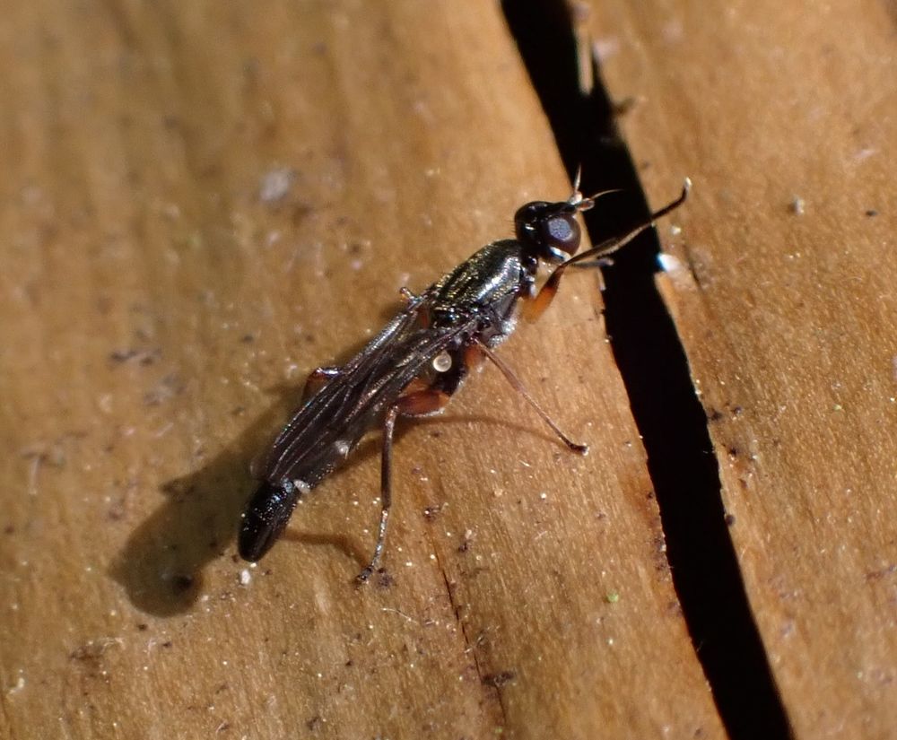 A very elongate fly sitting on a dead tree trunk. The fly is mostly black with white on the corners of the abdominal segments and orange femurs. The abdomen is longer than the wings.
